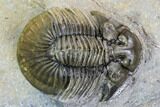 Spiny Scabriscutellum Lahceni Trilobite - Foum Zguid, Morocco #108798-2